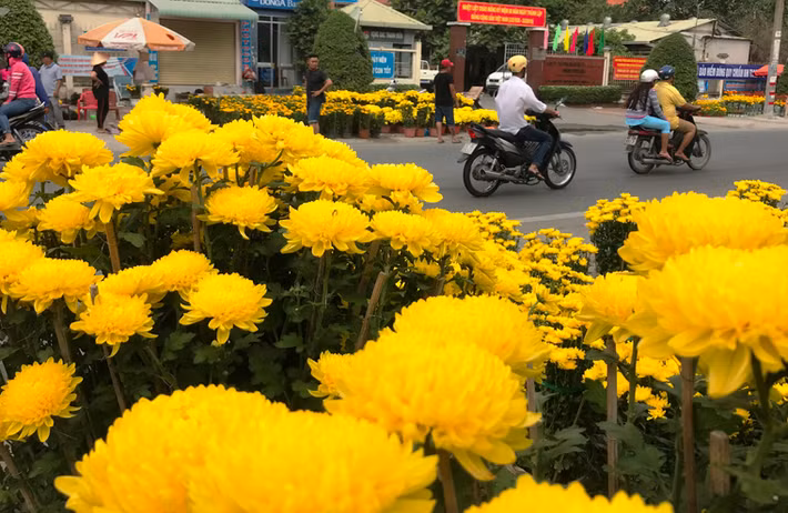 Hoa đã nở rộ, khoe sắc vàng rực rỡ nhưng thưa thớt người mua.