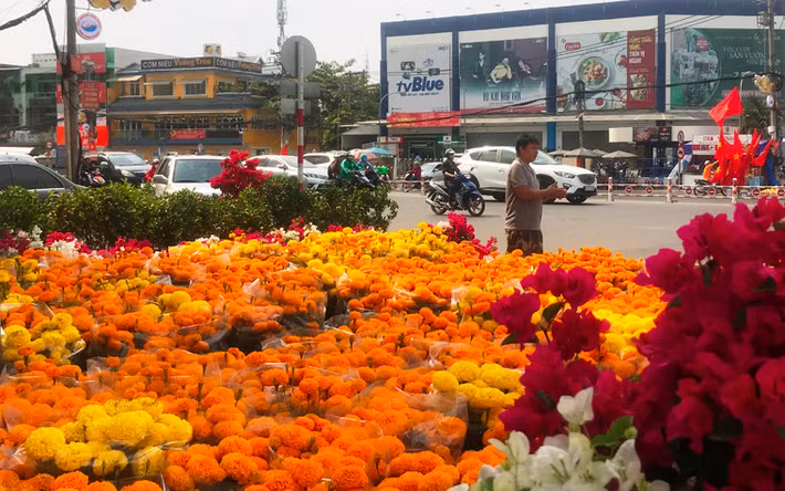 Điểm bán hoa kiểng Tết ở cửa ngõ TP.HCM.