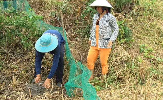 Đào hang hoặc đặt rập để bắt chuột đồng .