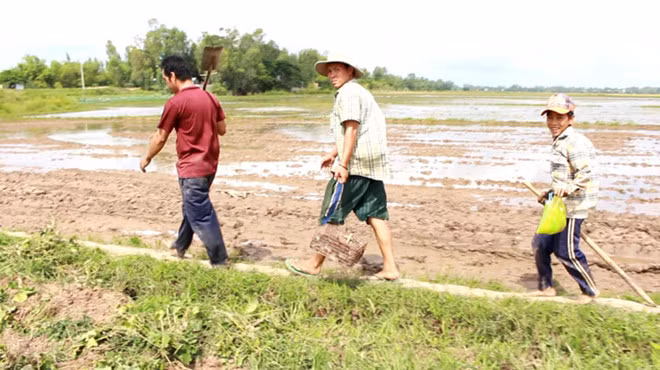 Khi ruộng lúa thu hoạch xong, chuột đồng không còn nơi trú ẩn sẽ đào hang lẩn trốn. Vì vậy, những người săn chuột đồng cũng dễ dàng bắt được bằng cách đào hang hoặc gài rập. Mỗi buổi, một người săn chuột đồng siêng năng có thể bắt được từ 3-5 kg thu nhập từ vài trăm ngàn đồng.