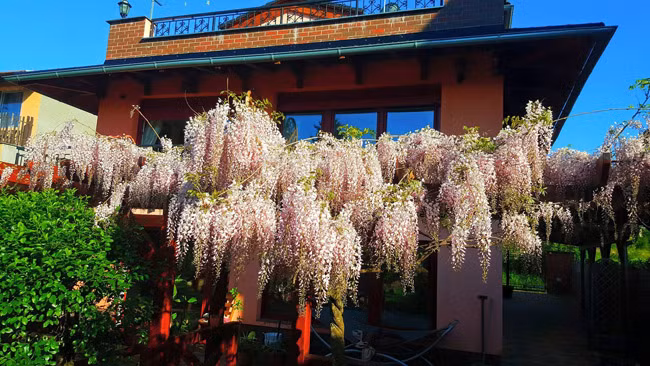 Mỗi năm, cây tử đằng cho ra hoa một lần vào cuối tháng 5. Cũng có khi cuối hạ sẽ ra hoa một đợt nữa nhưng sẽ ít hoa hơn.