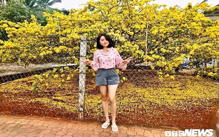 Với vẻ ngoài đẹp rực rỡ, nhiều năm gần đây, cây mai vàng có tuổi đời trên 50 năm này đã trở thành điểm đến tham quan của rất nhiều người dân địa phương và du khách vào mỗi dịp Tết đến xuân về.