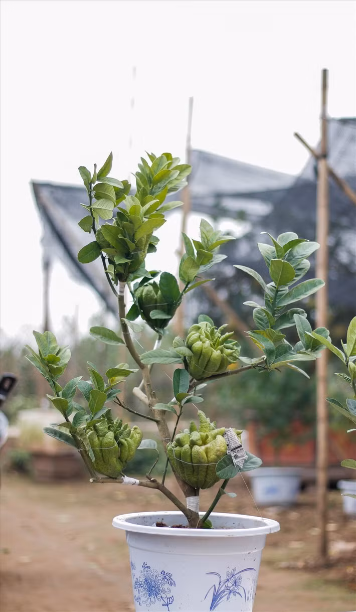 Anh Hà Văn Khánh – một người làm phật thủ bonsai với 4 năm kinh nghiệm chia sẻ: “Trồng phật thủ rất khó nhưng tuổi đời thì ngắn. Nhiều nhất là 6-7 năm. Anh bắt đầu làm bonsai để tăng kinh tế và đáp ứng nhu cầu tiêu dùng. Một quả như thế này có giá bán thường khoảng 70.000đ nhưng khi ghép bonsai thì hơn 300.000đ.”
