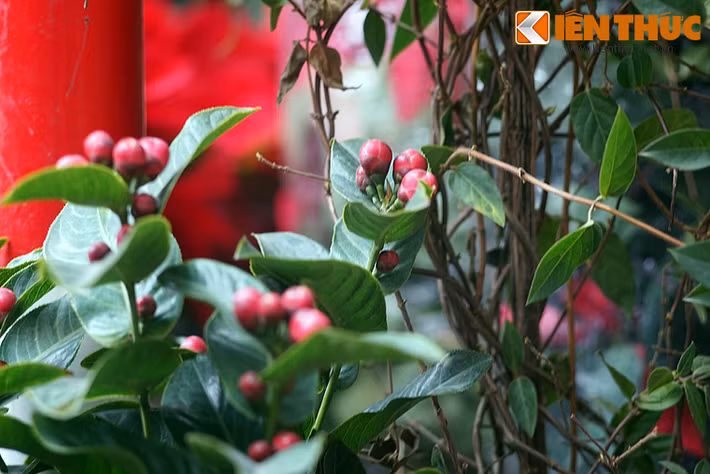 Cuối cùng, sắc màu Tết Việt sẽ không thể trọn vẹn nếu thiếu sắc đỏ của hoa hải đường.