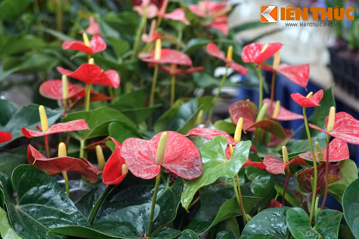 Hoa hồng môn có hình thù khá lạ mắt, là loài hoa được đưa đến từ Nam Mỹ.