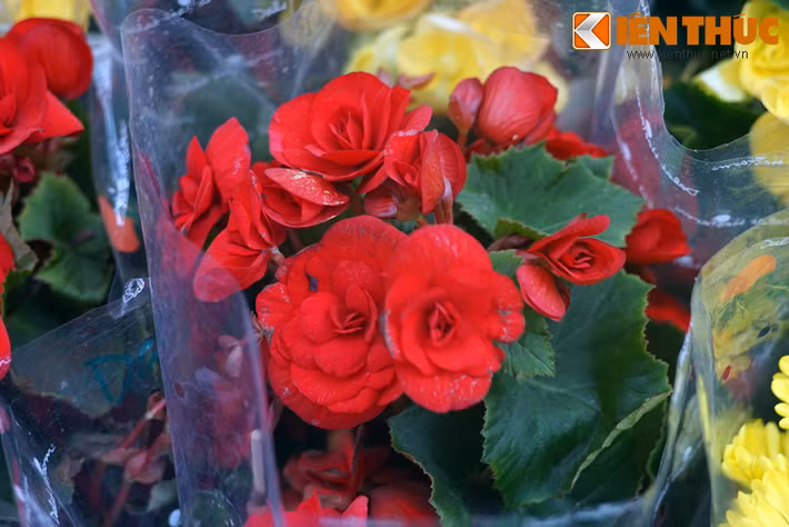 Thu hải đường nhỏ nhắn, xinh xắn, sẽ làm sáng bừng những khoảng không gian chật hẹp.