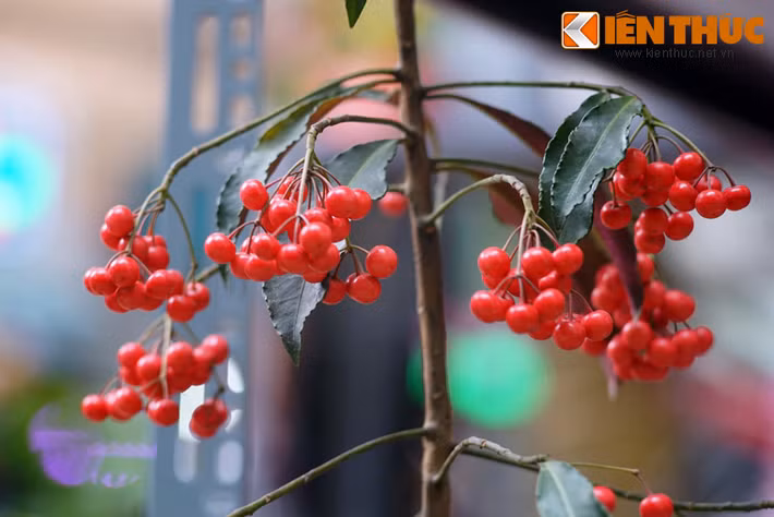 Cây kim ngân lượng sở hữu những chùm quả chĩu chịt, màu đỏ tươi bắt mắt.