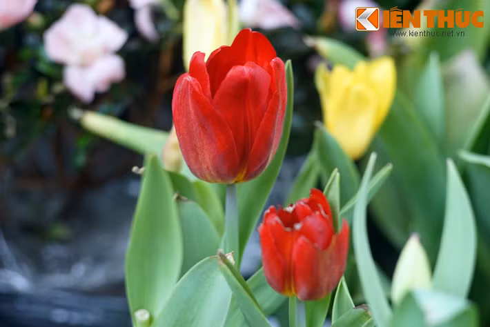 Tulip đỏ toát lên vẻ sang trọng, quý phái.