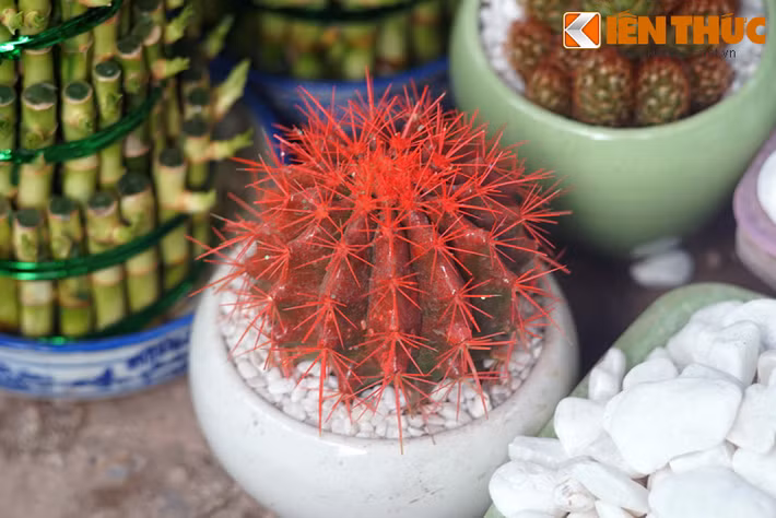 Xương rồng tượng trưng cho sự bền bỉ, nghị lực vượt qua nghịch cảnh. Xương rồng đỏ vẫn mang ý nghĩa này, cộng thêm sự may mắn.
