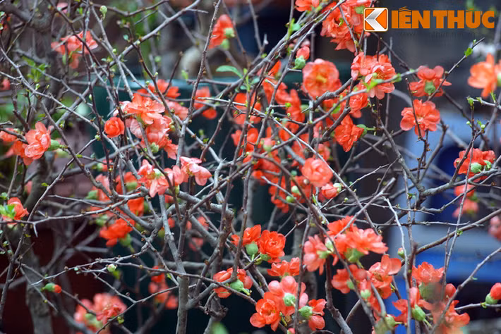 Cây mai đỏ có hoa mọc thành cụm đỏ tươi, nở vào dịp cuối đông đầu xuân, lâu tàn, rất thích hợp làm hoa Tết.