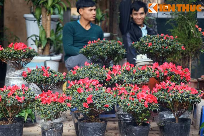 Hoa đỗ quyên mang sắc đỏ quyến rũ, tượng trưng cho sự dịu dàng, ôn hòa và nữ tính theo quan niệm phương đông. Vì vậy loài hoa này rất được phái đẹp ưa chuộng trong ngày Tết.