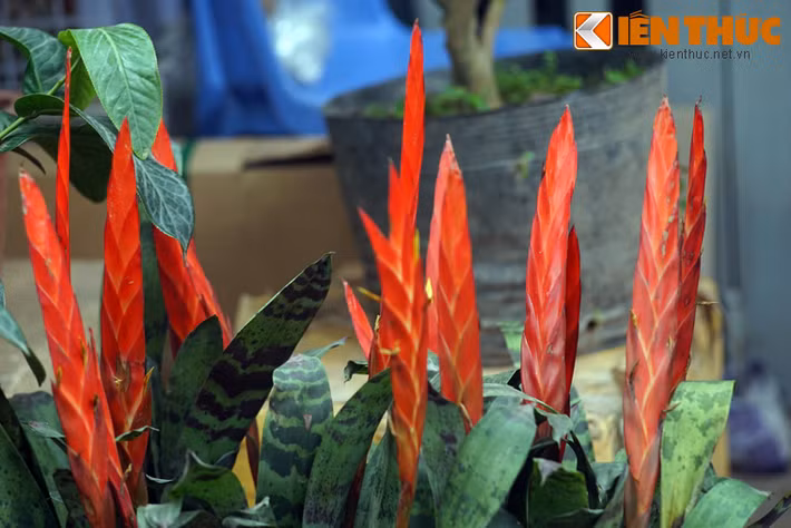 Hoa hỏa kiếm trông như lưỡi gươm rực lửa chĩa lên bầu trời.