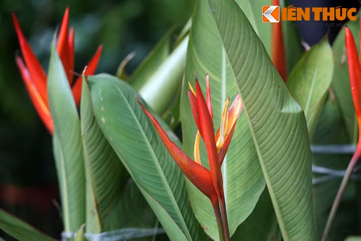 Những nụ chuối pháo vươn lên đầy sức sống.