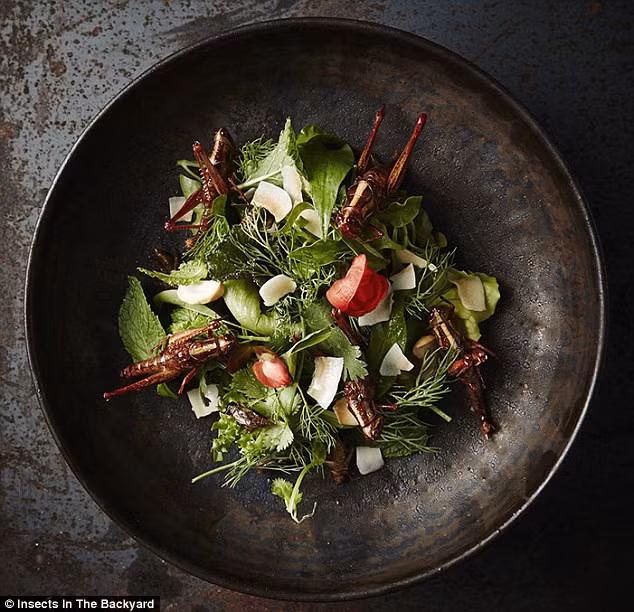 Nhà hàng còn dphục vụ thực khách món salad trộn châu chấu nướng. Ảnh: DailyMail.
