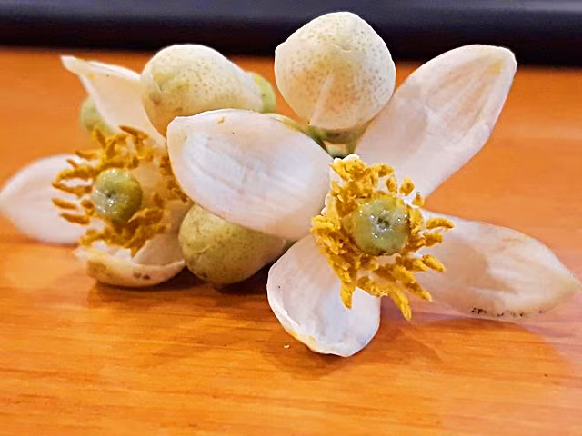 Vì vậy mà hoa bưởi đầu mùa luôn đắt khách, ai cũng muốn mua một ít để chuẩn bị đón tháng 3 về.