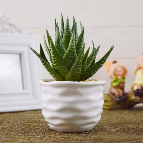 Lô hội (hay còn gọi là nha đam) là loại cây rất được yêu thích bởi nó có đến hơn 100 cách sử dụng đơn giản hàng ngày từ làm đẹp, chữa vết thương đến chế biến món ăn mà vẫn đảm bảo được đầy đủ vitamin, protein, vitamin, enzim hoạt tính và 10 loại nguyên tố vi lượng. Cách trồng lô hội từ lá đơn giản, đây lại là loại cây rất dễ sống , ưa khô không cần chăm sóc nhiều, vậy gia đình bạn đã có một chậu lô hội trong nhà chưa?