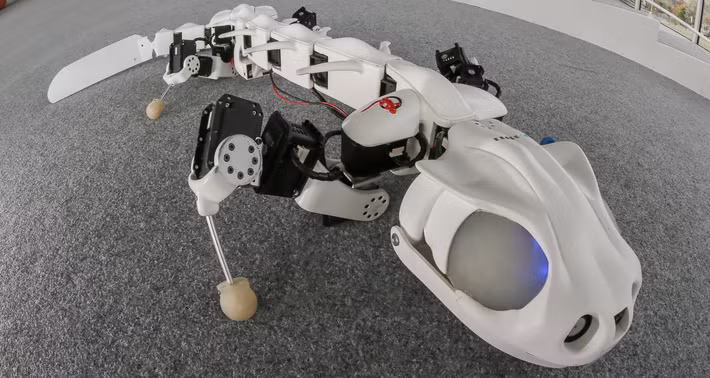 Được mô phỏng như một loài kỳ nhông, Pleurobot là công cụ khoa học của khoa thần kinh họ. Bên cạnh đó, với thiết kế đặc biệt, robot kỳ nhông này có thể cứu mạng sống con người trong thảm họa thiên nhiên như động đất. Ảnh: Industry Tap.