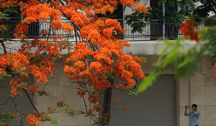 Nhiều bạn trẻ không thể cưỡng lại vẻ đẹp của chùm phượng vĩ trước cửa nhà. Ảnh: Wordpress.
