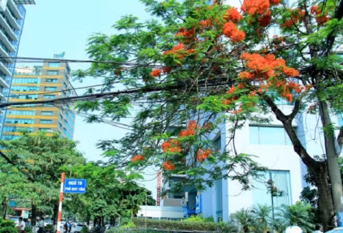 Màu đỏ của hoa phượng nổi bật trên nền sơn màu trắng của ngôi nhà. Ảnh: VTV.