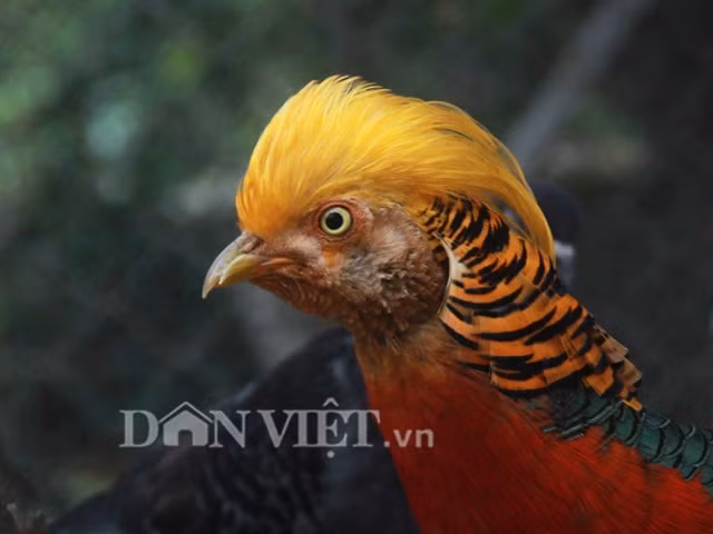 Chia sẻ với Dân Việt, anh Nguyễn Văn Tài - một "dân sành" trong giới chơi chim ở gần chợ Bưởi (Hà Nội) cho biết, năm nay ngoài thú chơi gà (gà quý phi, gà đuôi dài, gà ngực nở…), dân chơi chim, thú cảnh đang ráo riết săn lùng chim trĩ 7 – 9 màu. Anh Tài nhận định: “Có lẽ số 9 tượng trưng cho sự vĩnh cửu nên những chú chim trĩ có 9 màu giá rất đắt nhưng không phải ai có tiền cũng may mắn có được”.