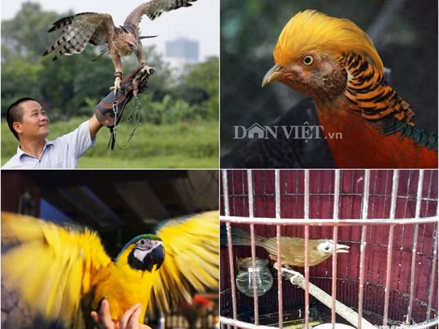 Giữa thời buổi kinh tế khó khăn, nhưng không ít người vẫn mạnh tay chi rất nhiều tiền để thỏa mãn một thú vui. Nhiều đại gia đã chọn chơi chim, cá tiền tỷ để "thể hiện đẳng cấp". Nhiều chú chim quý hiếm có giá lên tới hàng trăm triệu đồng, không chỉ thu hút dân chơi bởi màu sắc, đặc tính mà còn bởi tiếng hót thuộc hàng "độc".