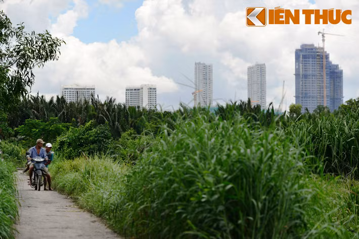 Thế nhưng trải qua 26 năm, nơi đây vẫn chỉ là vùng đất nông nghiệp hoang phế. Cư dân bán đảo Thanh Đa phải sống trong những căn nhà tuềnh toàng, không có đường đi, đất đai bỏ hoang vì dự án "treo" suốt ngần ấy năm.