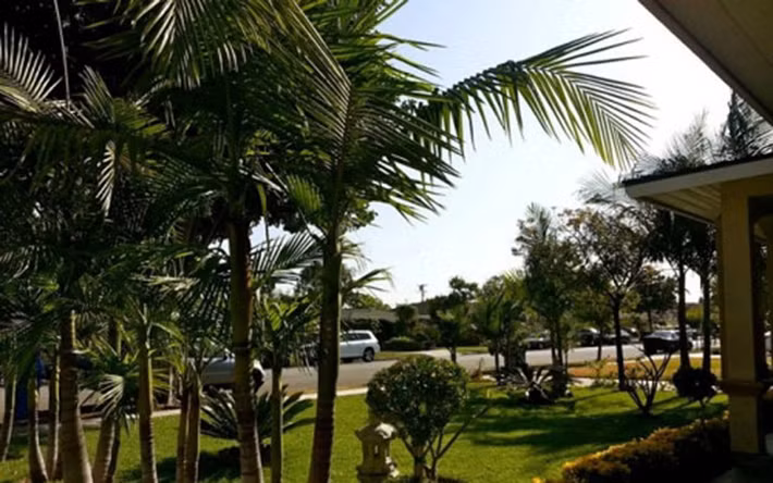 Nam ca sĩ Đôi mắt người xưa cũng bật mí những hàng dừa nghiêng bóng trong sân nhà là thành quả của ba mình.