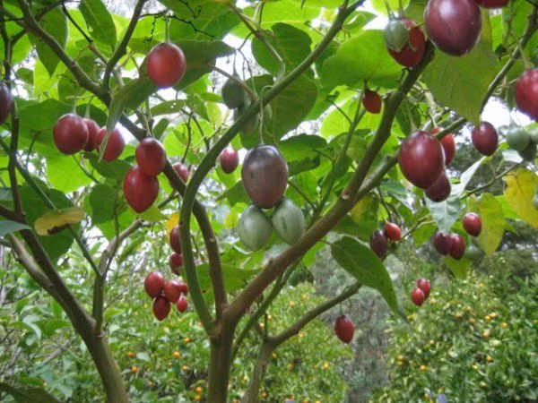 Cà chua thân gỗ có thể được trồng bằng cây (chiết, ghép) hoặc bằng hạt giống. Ảnh: Hstatic.