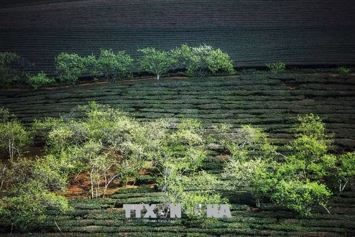 Với khí hậu ôn đới, cao nguyên Mộc Châu đã và đang là điểm đến lý tưởng của du khách trong và ngoài nước.
