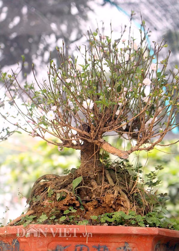 “Chỉ những người sành về hoa mai mới hiểu được hết vẻ đẹp và giá trị của hoa mai trắng. Những người sành chơi thường chọn cây thân đen, phía trên cành hoa nở trắng và nhiều nụ".