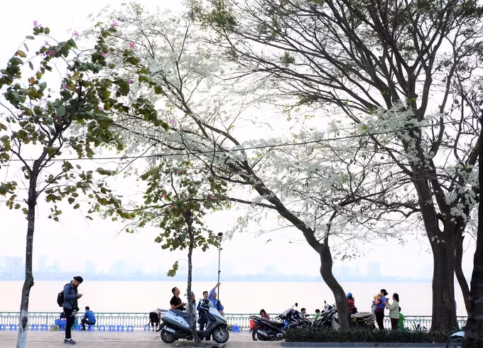 Những cành hoa sưa khoe sắc trong gió xuân. Thật không quá khi nói rằng, hoa sưa là một nét vẽ đẹp không thể thiếu trong bức tranh Hà Nội.