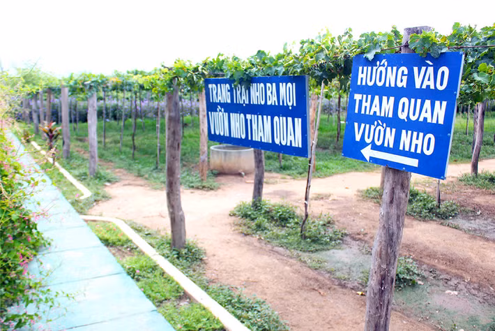Vườn nho miễn phí này có tới 7 loại nho khác nhau, trong đó 4 loại là nho tươi ăn quả, 3 loại được dùng để làm rượu. Ảnh: Zing.