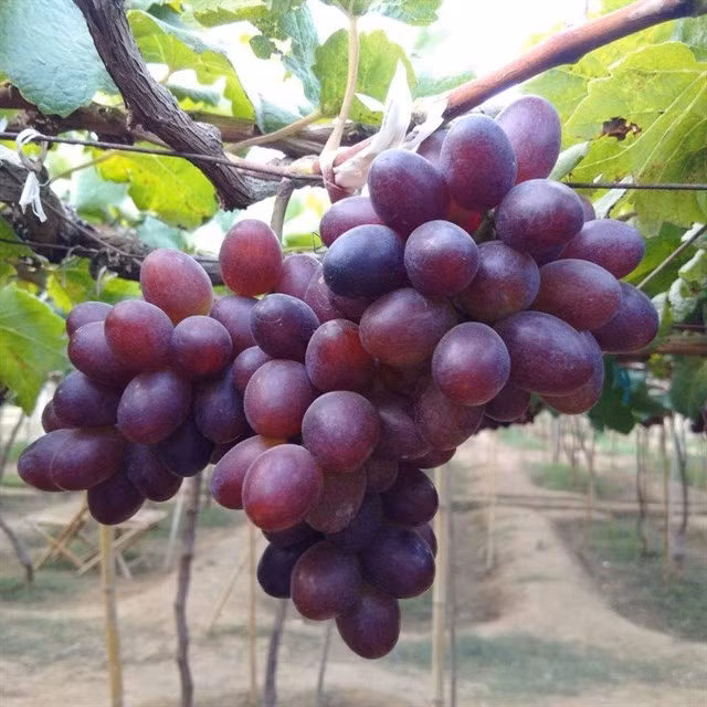 Trước khi rời khỏi vườn nho, bạn có thể mua về các sản phẩm rượu nho tại vườn (không bắt buộc mua) cho bạn bè, người thân thưởng thức Ảnh: Dũng Trần/diadiemanuong.com.