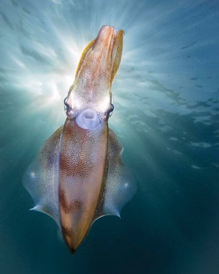 Một chú mực calamari thân thiện được chụp lại bởi PT Hirschfield tại Mornington Peninsula, Úc.