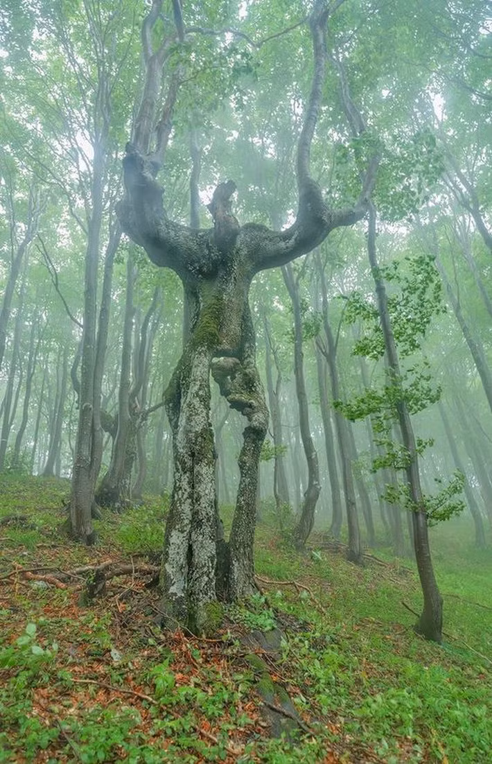 "Groot, cậu đó ư?"