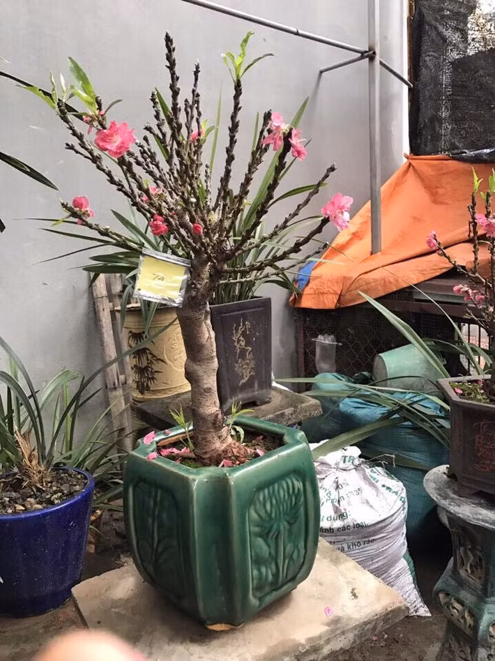 Chỉ một bông nở đã làm sáng bừng cả không gian, đem lại cảm giác ấm áp của mùa xuân. Ảnh: FB Đào Thất Thốn.