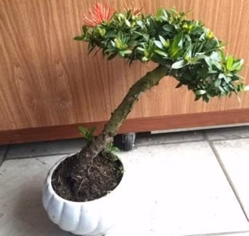 Mẫu đơn trang đỏ dáng nghiêng cao 37cm, tán lá ngang 30cm. Ảnh: Chodocu.