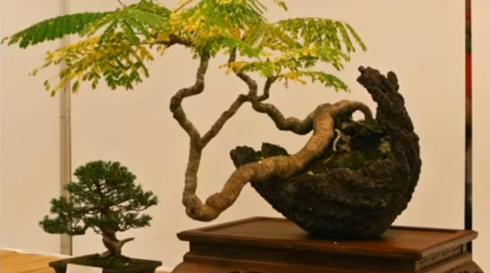 Phượng vĩ dáng thác đổ siêu đẹp. Nguồn: Youtube.