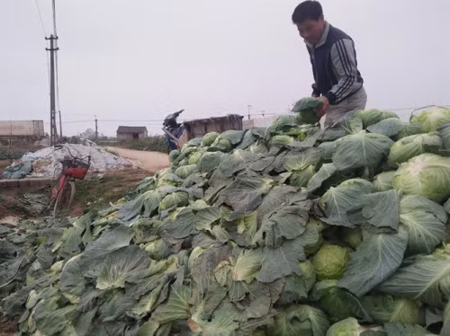 Xã Quỳnh Lương, huyện Quỳnh Lưu (Nghệ An) cũng lâm vào tình cảnh tương tự. Bắp cải chất đống đầy đường, giá chỉ 1.000 đồng/kg. Ảnh: Nông nghiệp Việt Nam