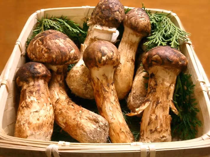 Theo nguồn tin trên báo Vietnamnet, loại nấm đắt đỏ bậc nhất thế giới -Matsutake (hay còn gọi nấm Tùng nhung) đang là mặt hàng hút khách tại Việt Nam dù giá lên tới 10-30 triệu đồng/kg, tùy thời điểm. Ảnh: FB Tuấn Lê.