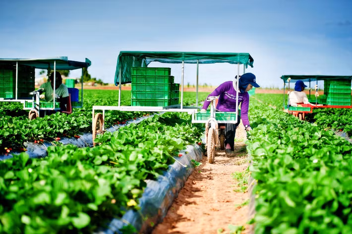 Vào mùa thu hoạch, trang trại huy động một lượng lớn nhân công, trong đó có cả du học sinh, những người định cư chưa có việc làm ổn định. Ảnh: SSS Strawberries.