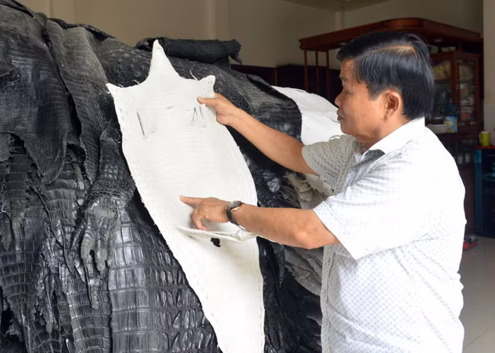 Trang trại của ông Mai còn xuất khẩu da qua chế biến và các sản phẩm mỹ nghệ từ da cá sấu sang thị trường các nước Nhật Bản, Hàn Quốc, Italia, Trung Quốc, Thái Lan, Campuchia. Ảnh: Hanoinoi.