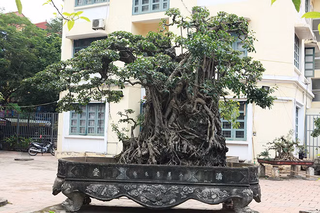 Cây sanh "Mộc thạch nghênh phong" cao 3m, trồng trong một chiếc chậu có kích thước lớn. Chu vi của cả bộ rễ ôm đá này lên đến 5,5m