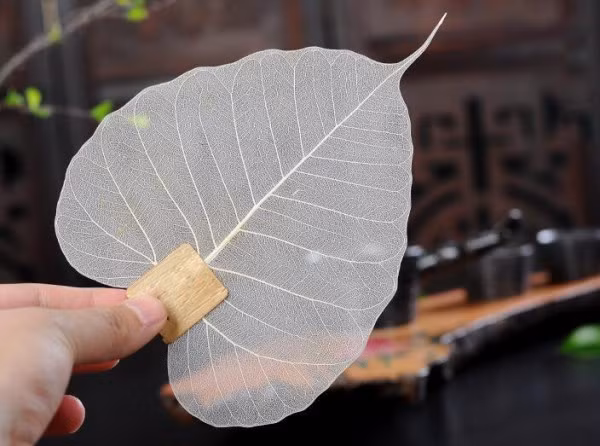 Theo người bán, đây là sản phẩm nhập khẩu. Lá bồ đề thật 100% được ủ trong môi trường đặc biệt, phần thịt lá sẽ bị mục và tan, chỉ còn lại phần xương lá (gân). Ảnh: Giftshop24h.