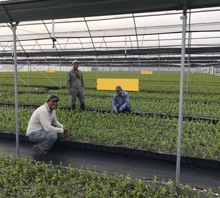 Để đảm bảo chất lượng tốt nhất, cây giống việt quất được trồng trong nhà kính. Ảnh: Fallcreeknursery.