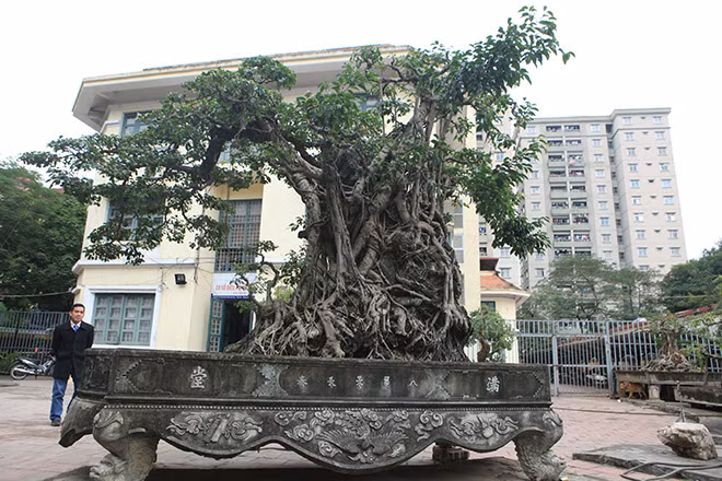 "Về tổng thể tác phẩm được tạo tác theo phong cách chơi cây cảnh nghệ thuật truyền thống của miền Bắc nên rất coi trọng: "Phô thân, khoe lá, lộ căn cốt". Tác phẩm này chỉ cần thêm một thời gian ngắn khi bộ tay tàn, dăm chi lá hoàn thiện thì đây là tác phẩm sẽ hội tụ được đầy đủ các yếu tố Cổ, Tinh, Linh, Quái của một phẩm cây cảnh nghệ thuật", chủ nhân của tác phẩm cho hay.