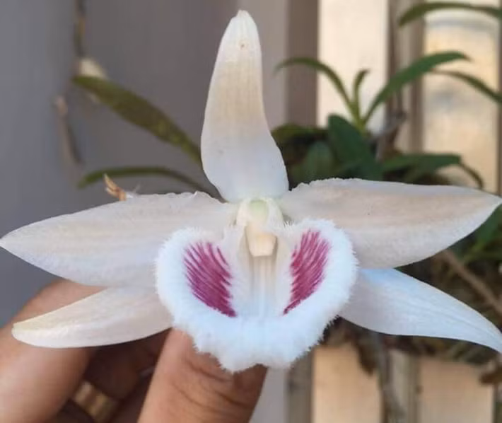 Cây lan giả hạc 5 cánh trắng vốn thuộc một người yêu lan ở La Gi (Bình Thuận) và được đánh giá độc đáo nhất Việt Nam. Ảnh: Plo.
