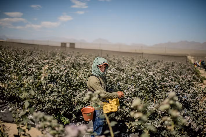Việt quất trồng tại một số vùng sa mạc ở Peru cho năng suất cao. Ảnh: Nytimes.