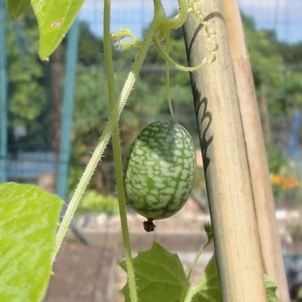 Phần lớn người dùng loại dưa này để làm các món ăn đệm như salad. Ảnh: Organic Seeds.
