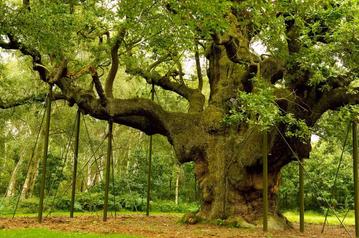 Rừng cổ Sherwood của Robin Hood: Khu rừng cổ Sherwood ở Nottinghamshire, từng là một phần khu rừng săn bắn của hoàng gia, gắn liền với câu chuyện về Robin Hood huyền thoại. Ngày nay, du khách đến Sherwood có cơ hội ghé thăm cây sồi Mighty Oak, khoảng 800 đến 1.000 năm tuổi và được cho là nơi Robin cùng những người bạn của mình đã trú ẩn. Không ai biết Robin Hood thực sự có tồn tại hay không, nhưng người anh hùng dân gian này cùng những câu chuyện về ông đã trở thành một phần không thể thiếu của Nottinghamshire. Ảnh: Kelvin Stewart/Shutterstock.